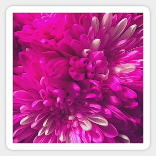 Chrysanthemum flowers close up photo Sticker